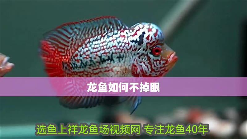 龍魚如何不掉眼