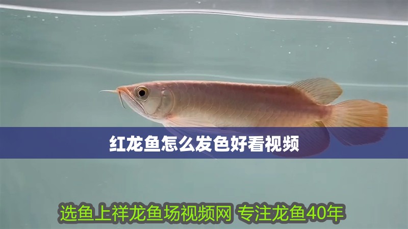 紅龍魚怎么發色好看視頻