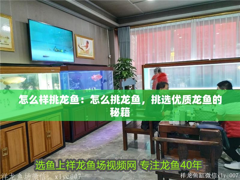 怎么樣挑龍魚：怎么挑龍魚，挑選優質龍魚的秘籍