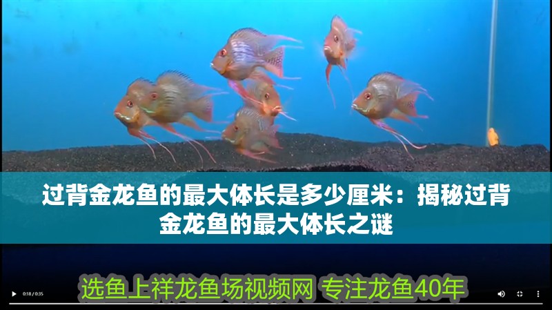 過背金龍魚的最大體長是多少厘米：揭秘過背金龍魚的最大體長之謎