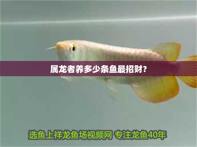 屬龍者養多少條魚最招財？