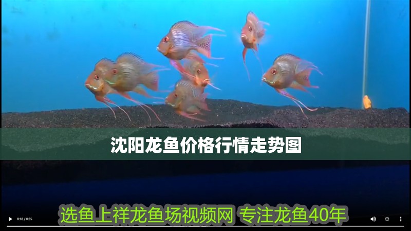 沈陽龍魚價格行情走勢圖