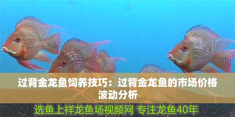 過背金龍魚飼養技巧：過背金龍魚的市場價格波動分析