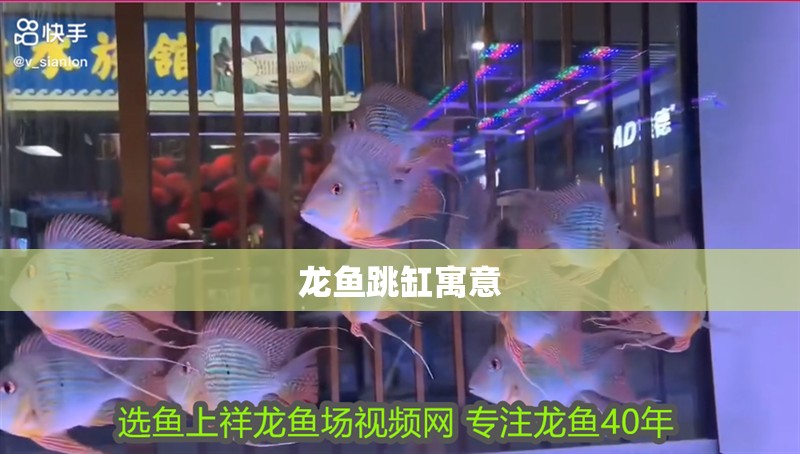 龍魚跳缸寓意