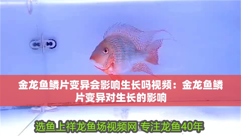 金龍魚鱗片變異會影響生長嗎視頻：金龍魚鱗片變異對生長的影響