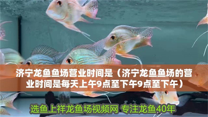 濟寧龍魚魚場營業(yè)時間是（濟寧龍魚魚場的營業(yè)時間是每天上午9點至下午9點至下午）