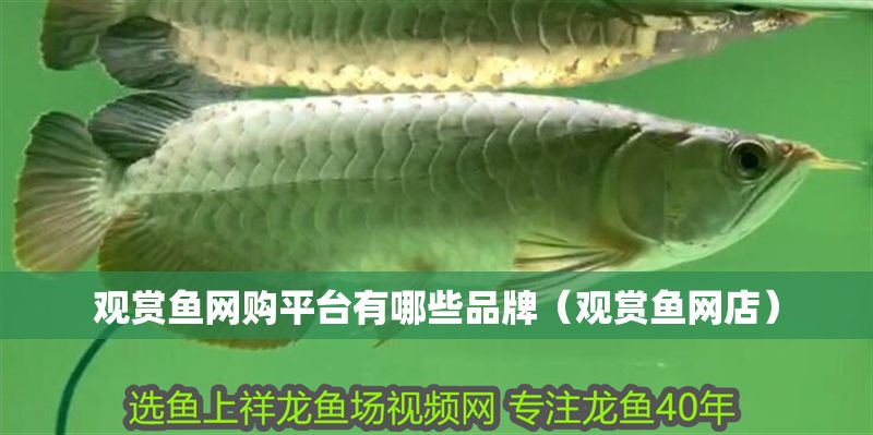 觀賞魚網購平臺有哪些品牌（觀賞魚網店）
