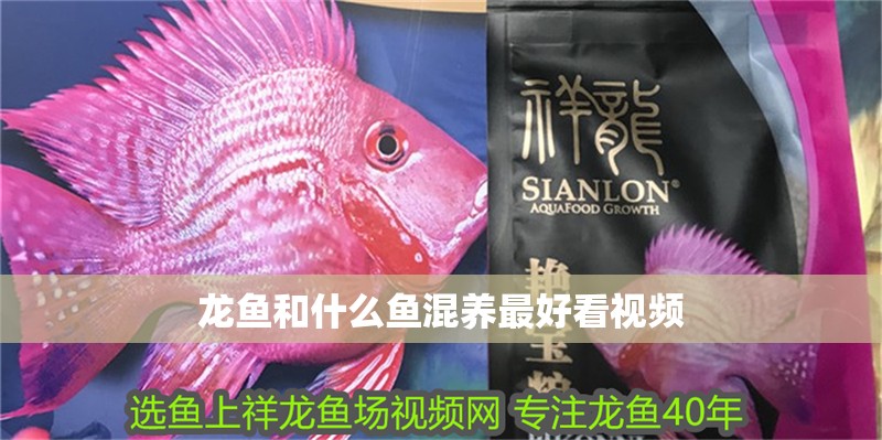 龍魚和什么魚混養最好看視頻