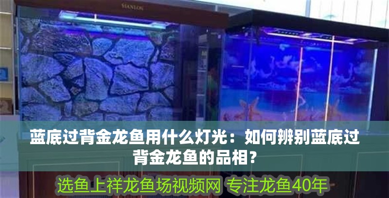 藍底過背金龍魚用什么燈光：如何辨別藍底過背金龍魚的品相？