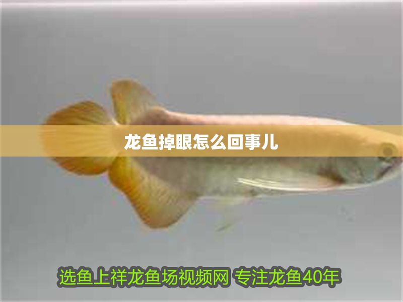 龍魚掉眼怎么回事兒