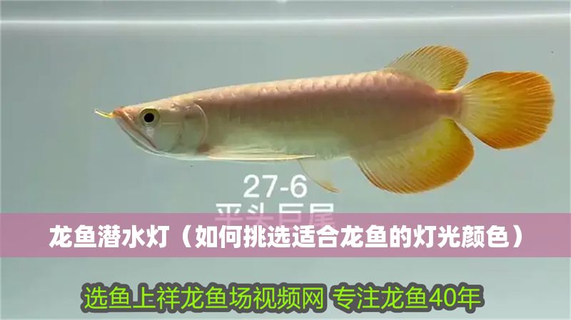 龍魚潛水燈（如何挑選適合龍魚的燈光顏色）