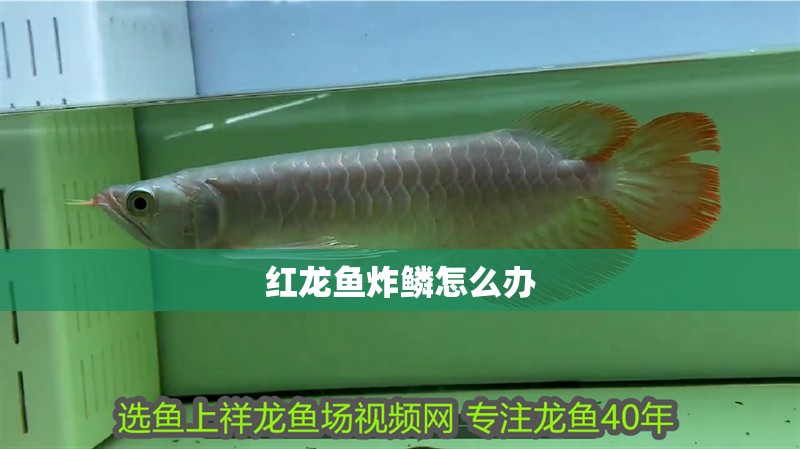 龍魚(yú)魚(yú)鰭上有白色絮狀物怎么回事：龍魚(yú)魚(yú)鰭上出現(xiàn)白色絮狀物可能是多種原因引起的