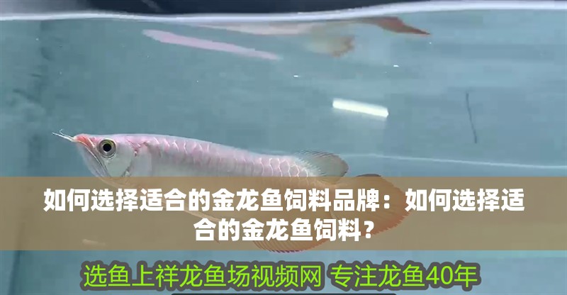 如何選擇適合的金龍魚飼料品牌：如何選擇適合的金龍魚飼料？