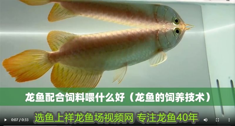 龍魚配合飼料喂什么好（龍魚的飼養技術）