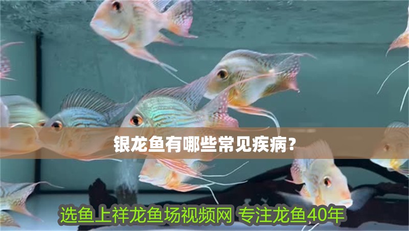 銀龍魚有哪些常見疾??？
