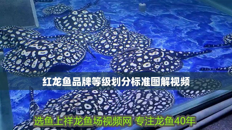 紅龍魚品牌等級劃分標準圖解視頻