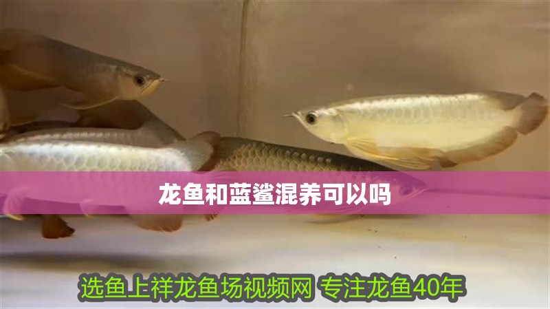 龍魚和藍(lán)鯊混養(yǎng)可以嗎