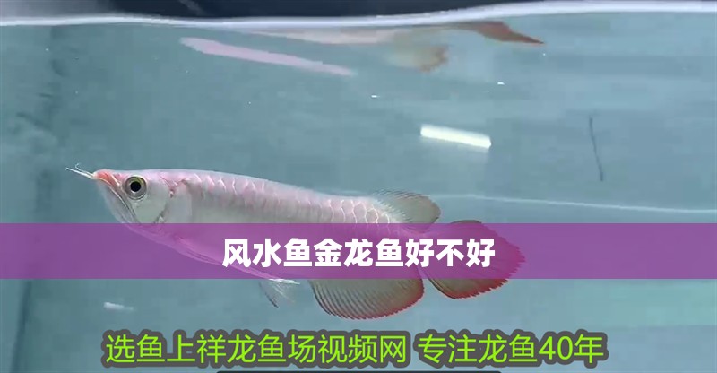金龍魚的飼養溫度要求：金龍魚飼養溫度的具體要求
