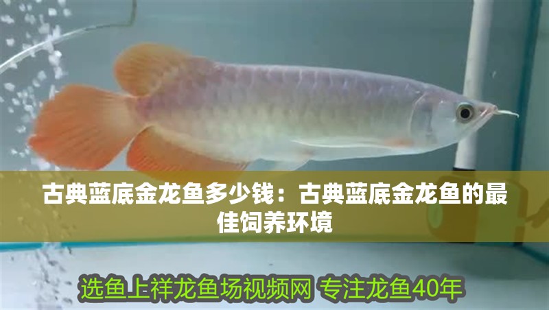 古典藍底金龍魚多少錢：古典藍底金龍魚的最佳飼養(yǎng)環(huán)境