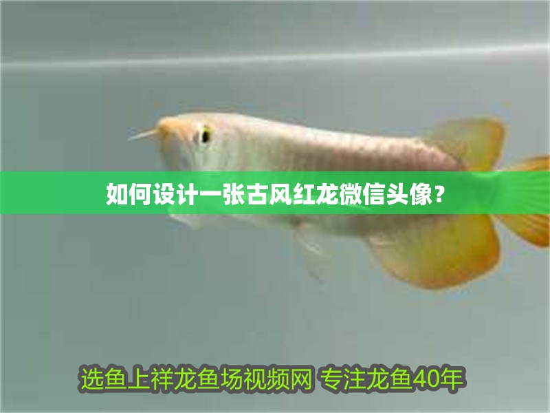 如何設計一張古風紅龍微信頭像？