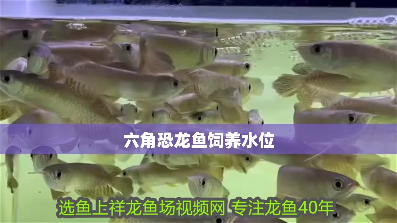 六角恐龍魚飼養水位