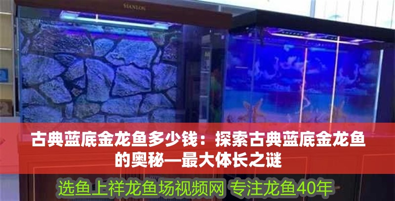 龍魚干蝦有營養嗎 銀龍魚腹鰭根部斷了 龍魚百科 銀龍魚腹鰭根部斷了 銀龍魚腹鰭根部斷了 龍魚百科