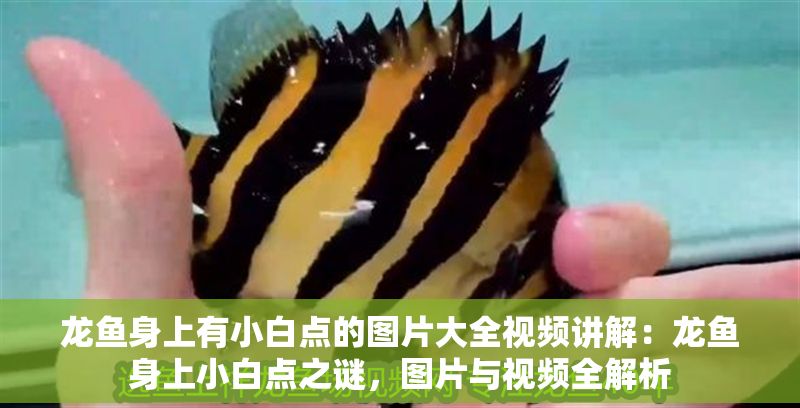 龍魚身上有小白點的圖片大全視頻講解：龍魚身上小白點之謎，圖片與視頻全解析