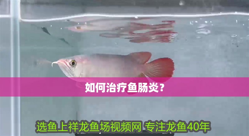 如何治療魚腸炎？