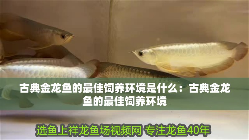 古典金龍魚的最佳飼養環境是什么：古典金龍魚的最佳飼養環境