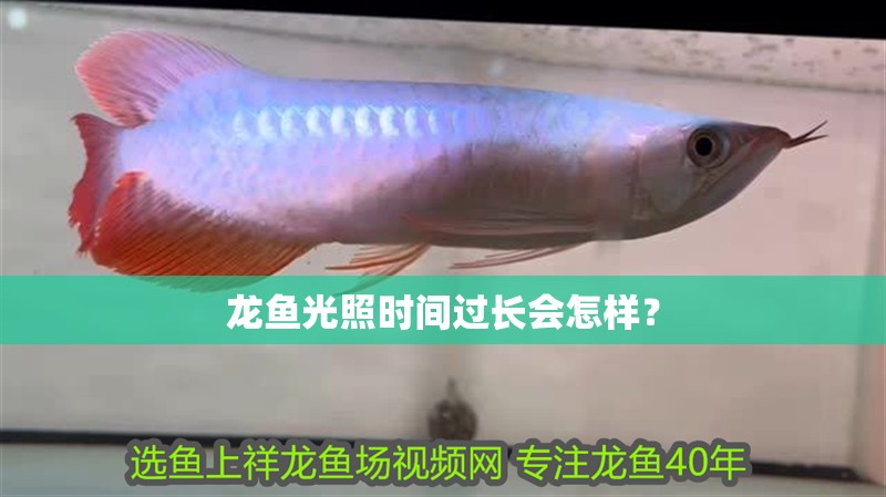 老孫養龍魚（老孫養魚視頻觀看入口龍魚健康飲食搭配方案）