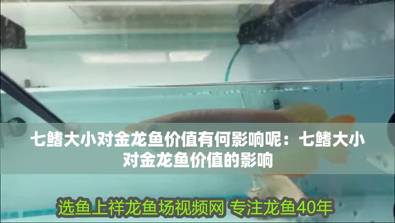 七鰭大小對金龍魚價值有何影響呢：七鰭大小對金龍魚價值的影響