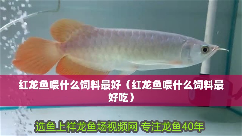 紅龍魚喂什么飼料最好（紅龍魚喂什么飼料最好吃）