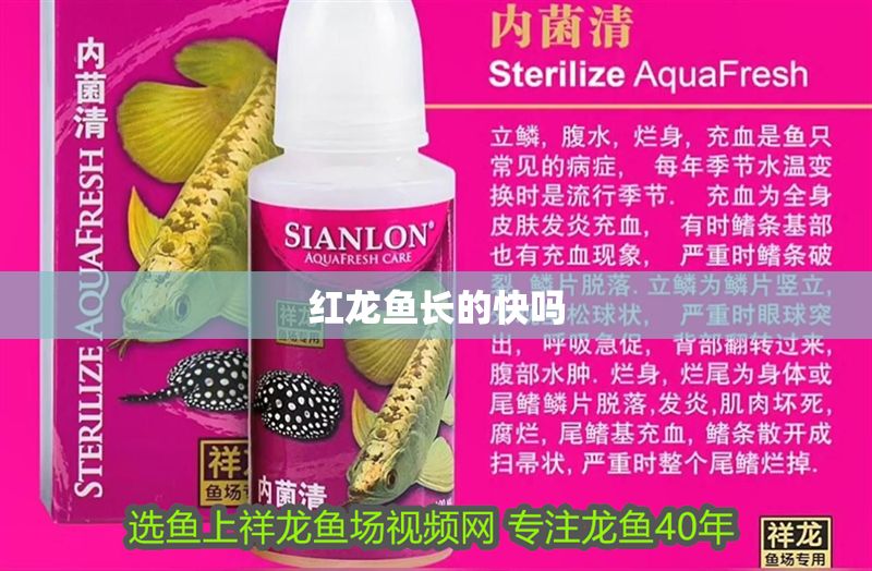 紅龍魚長的快嗎