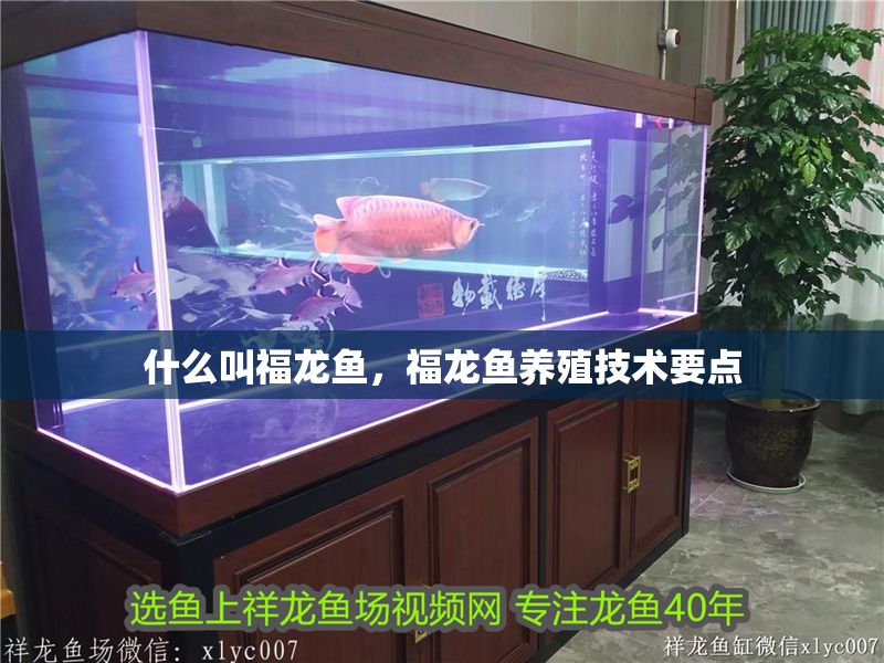 什么叫福龍魚，福龍魚養(yǎng)殖技術(shù)要點