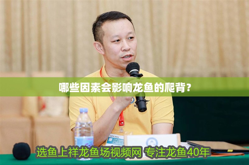 哪些因素會影響龍魚的爬背？