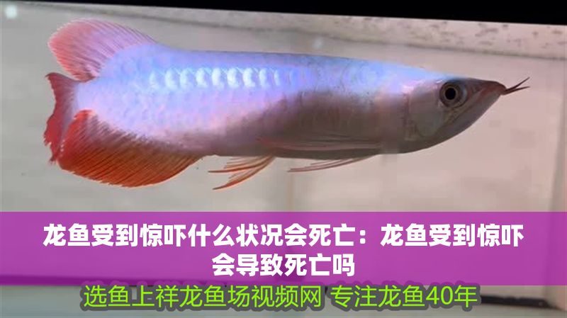 龍魚受到驚嚇什么狀況會死亡：龍魚受到驚嚇會導致死亡嗎