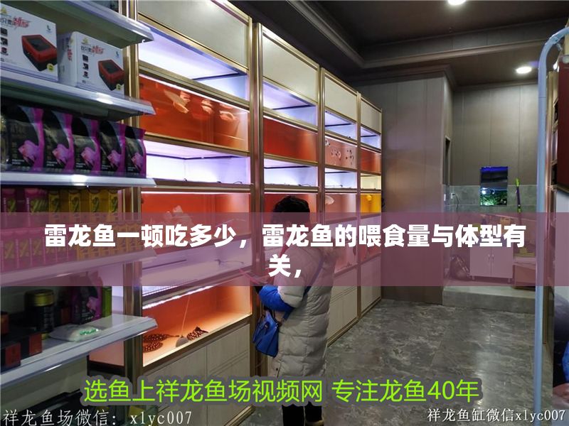 雷龍魚一頓吃多少，雷龍魚的喂食量與體型有關，