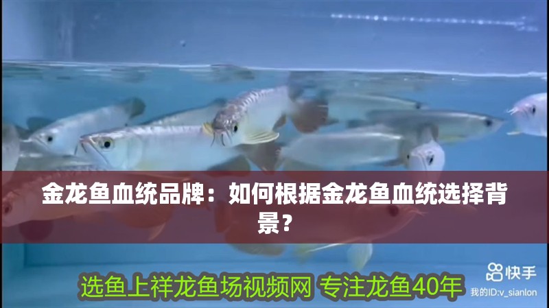 金龍魚血統品牌：如何根據金龍魚血統選擇背景？