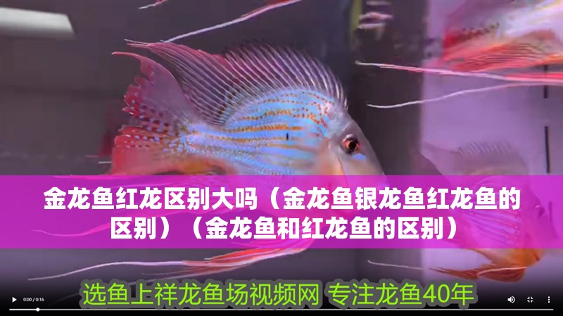 金龍魚(yú)紅龍區(qū)別大嗎（金龍魚(yú)銀龍魚(yú)紅龍魚(yú)的區(qū)別）（金龍魚(yú)和紅龍魚(yú)的區(qū)別）