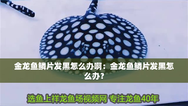 金龍魚鱗片發黑怎么辦啊：金龍魚鱗片發黑怎么辦？