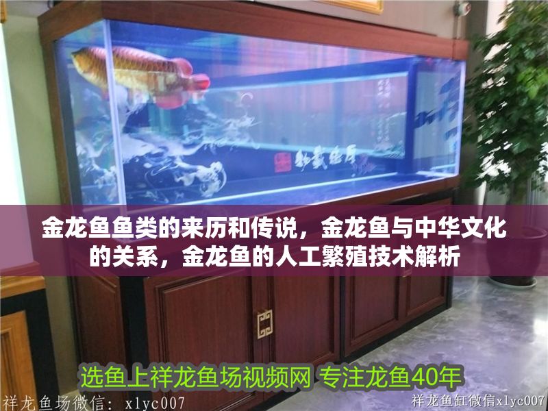 金龍魚魚類的來歷和傳說，金龍魚與中華文化的關系，金龍魚的人工繁殖技術解析