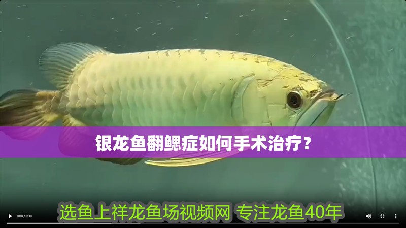 銀龍魚翻鰓癥如何手術治療？