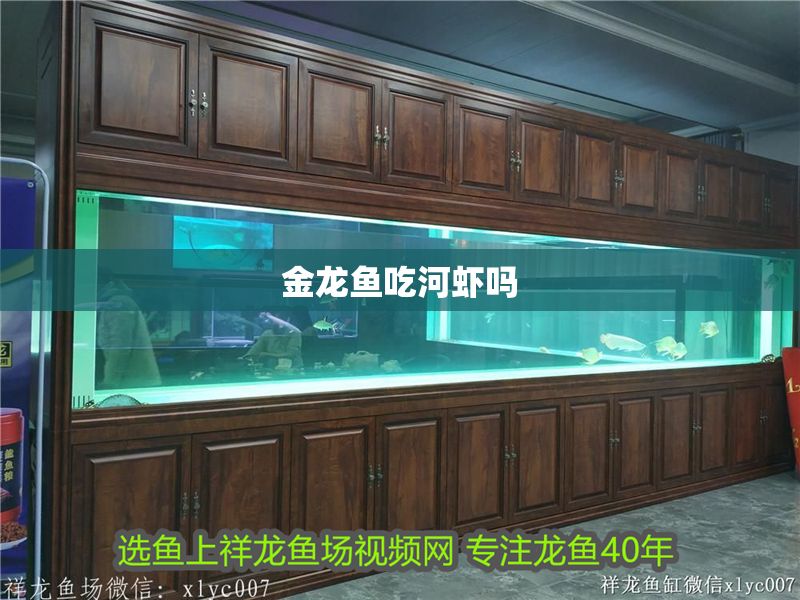 金龍魚吃河蝦嗎