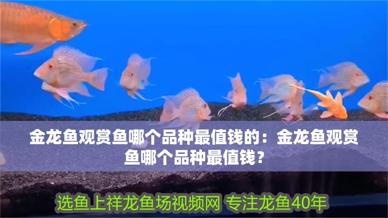 金龍魚觀賞魚哪個品種最值錢的：金龍魚觀賞魚哪個品種最值錢？