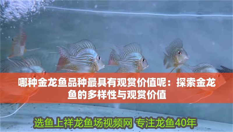 哪種金龍魚品種最具有觀賞價值呢：探索金龍魚的多樣性與觀賞價值