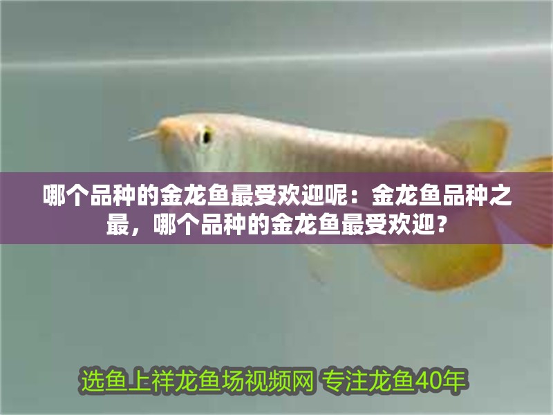 哪個品種的金龍魚最受歡迎呢：金龍魚品種之最，哪個品種的金龍魚最受歡迎？