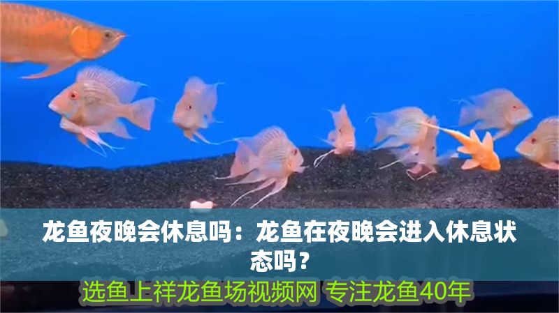 龍魚(yú)夜晚會(huì)休息嗎：龍魚(yú)在夜晚會(huì)進(jìn)入休息狀態(tài)嗎？