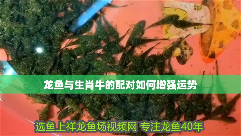 龍魚與生肖牛的配對如何增強運勢