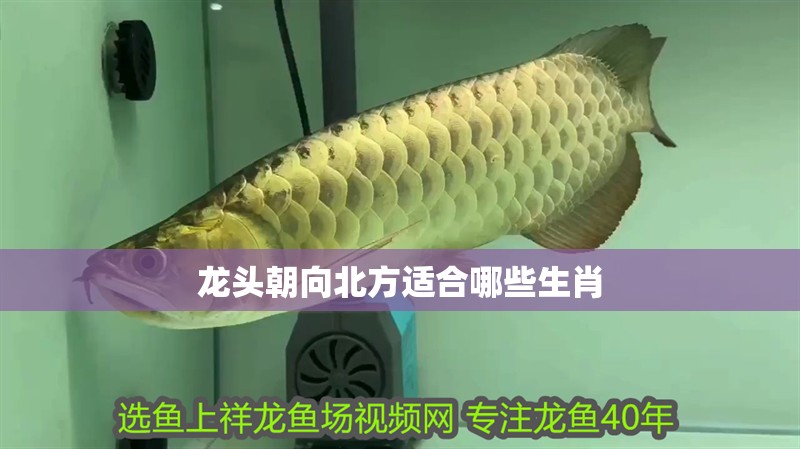 龍頭朝向北方適合哪些生肖 龍頭朝向北方適合哪些生肖 龍魚百科