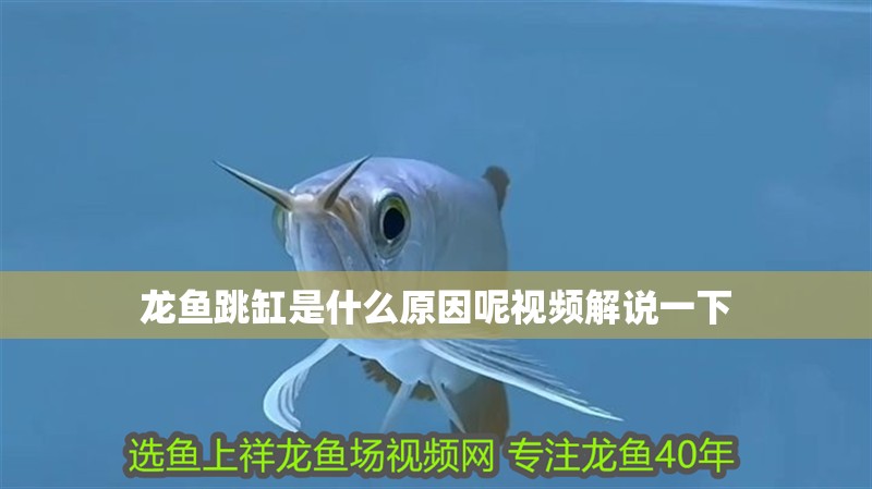 龍魚跳缸是什么原因呢視頻解說一下